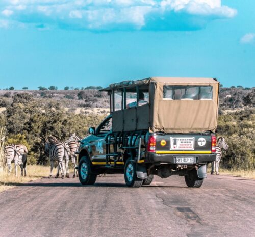 Game Drive in Kruger National Park South Africa