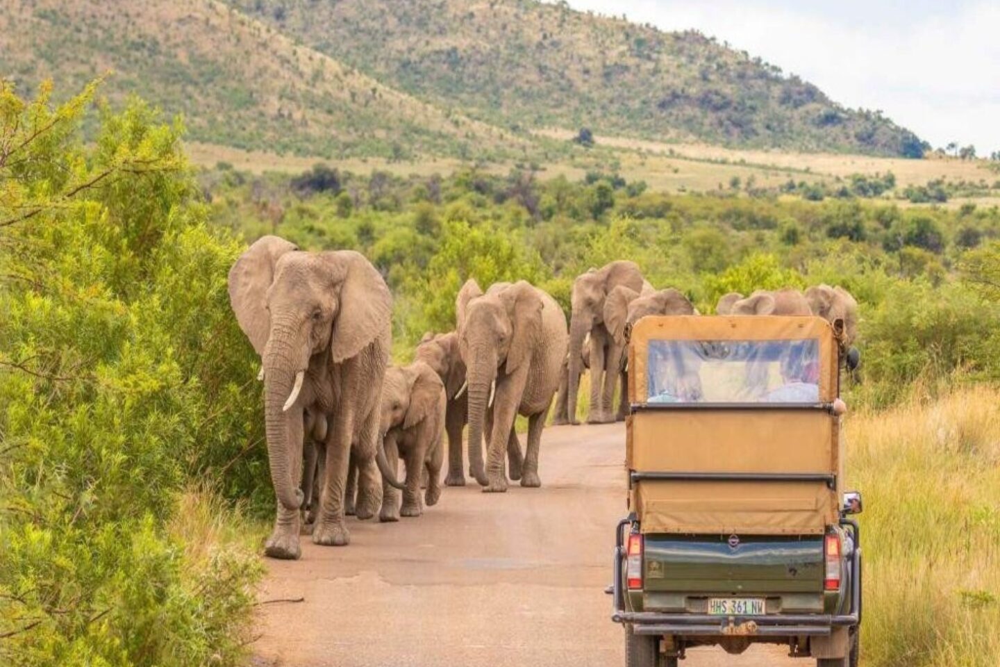 Elephants walking through the South African bush during a safari