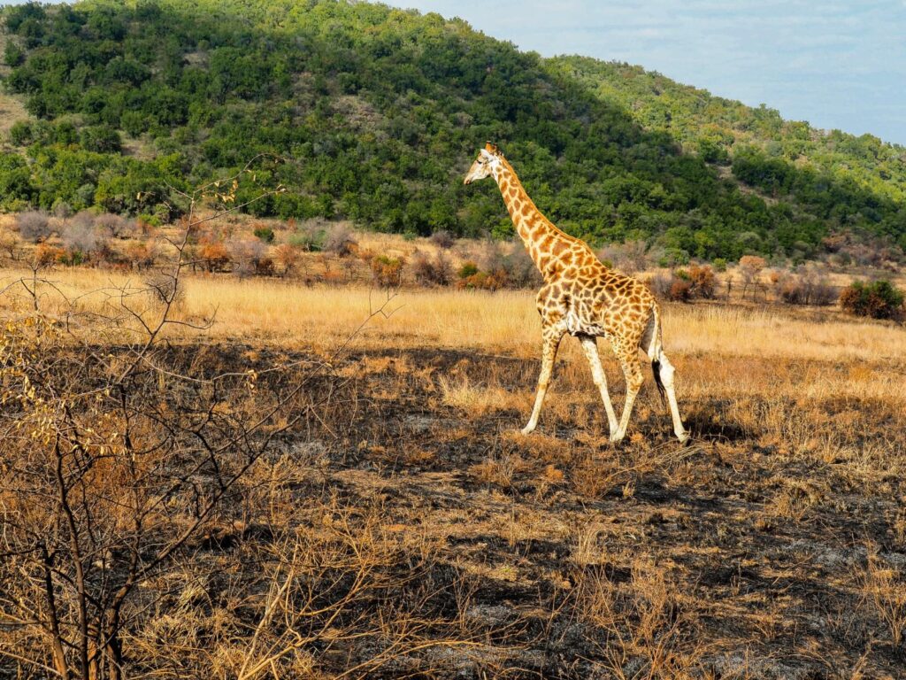 A giraffe spotted during a safari game drive
