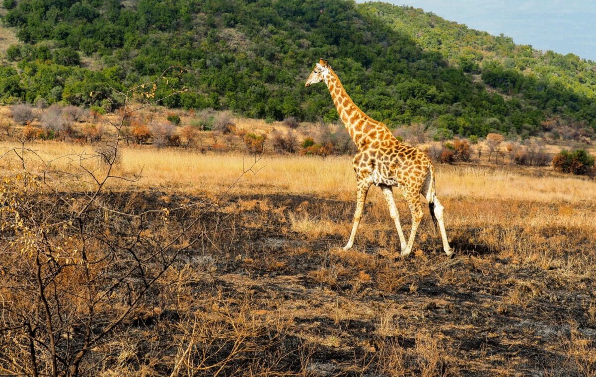 A giraffe spotted during a safari game drive