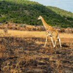 A giraffe spotted during a safari game drive