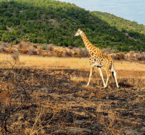 A giraffe spotted during a safari game drive