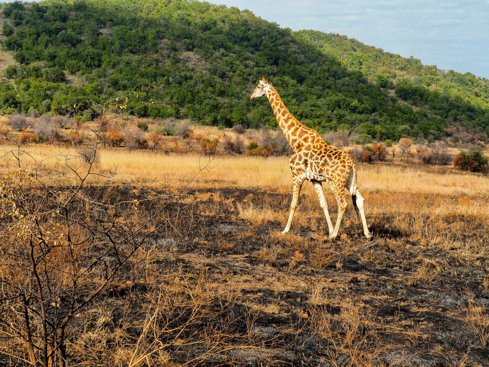 A giraffe spotted during a safari game drive