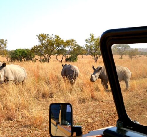 Best African Safari Packages for 2026