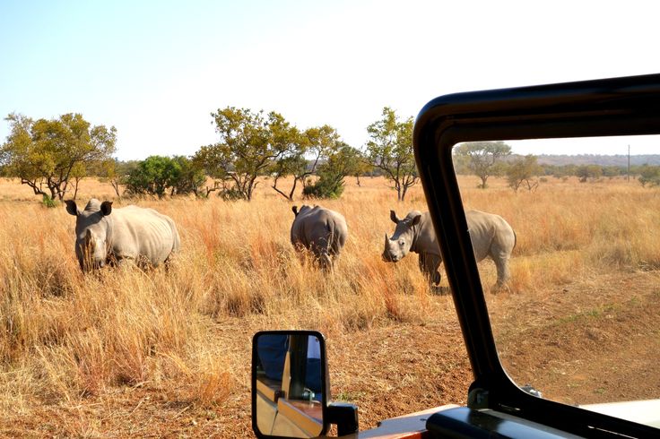 ½-Day Guided Mid-Morning Safari in Dinokeng Game Drive