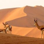 Springboks spotted in Namibia