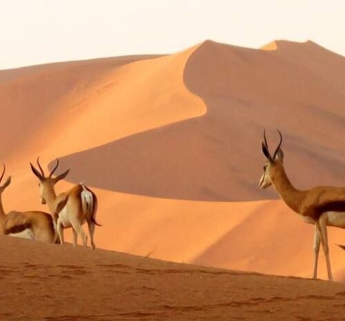 Springboks spotted in Namibia