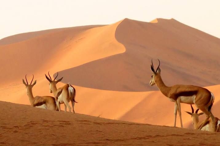 Springboks spotted in Namibia