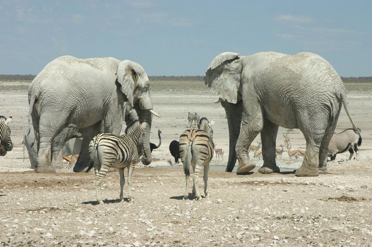 Elephants and zebras spotted at the Etosha National Park