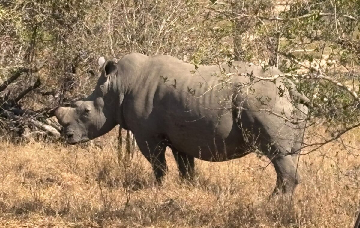 Is June–August the Best Time for a Safari