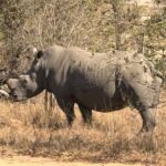 Is June–August the Best Time for a Safari