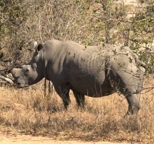 Is June–August the Best Time for a Safari