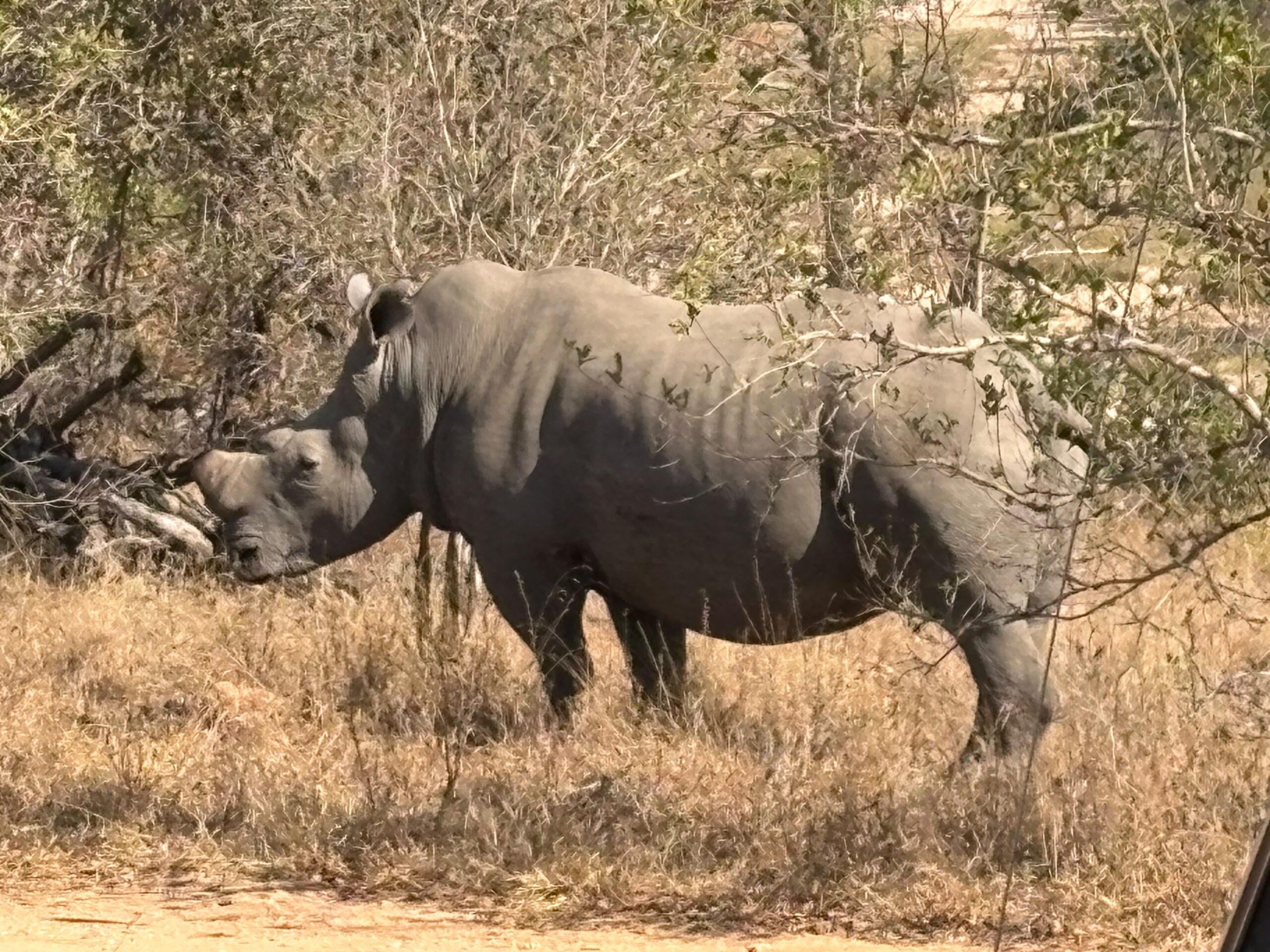 Is June–August the Best Time for a Safari