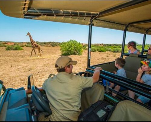 Kruger vs Pilanesberg Safari: Which One Is Right for You?