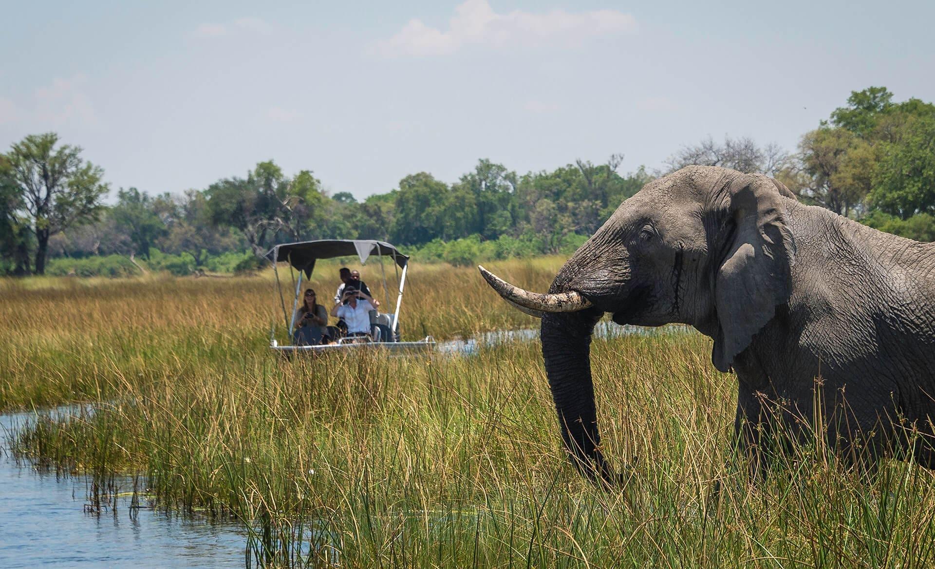 Month-by-Month Safari Guide: When to Visit Each Country