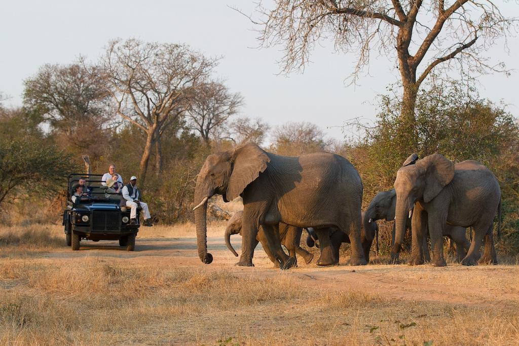 Peak vs Low Season Safari