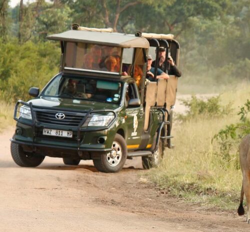 Month-by-Month Safari Guide: When to Visit Each Country