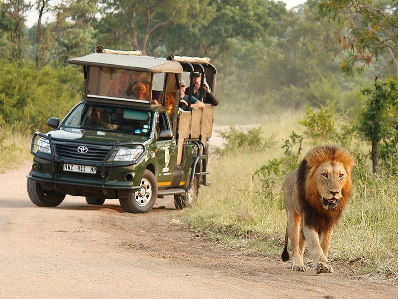 Kruger vs Chobe Safari