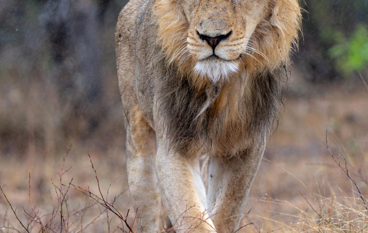 Is Kruger Safe for Tourists