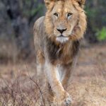 Is Kruger Safe for Tourists