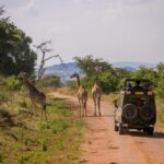 Is It Safe to Travel Between Safari Destinations