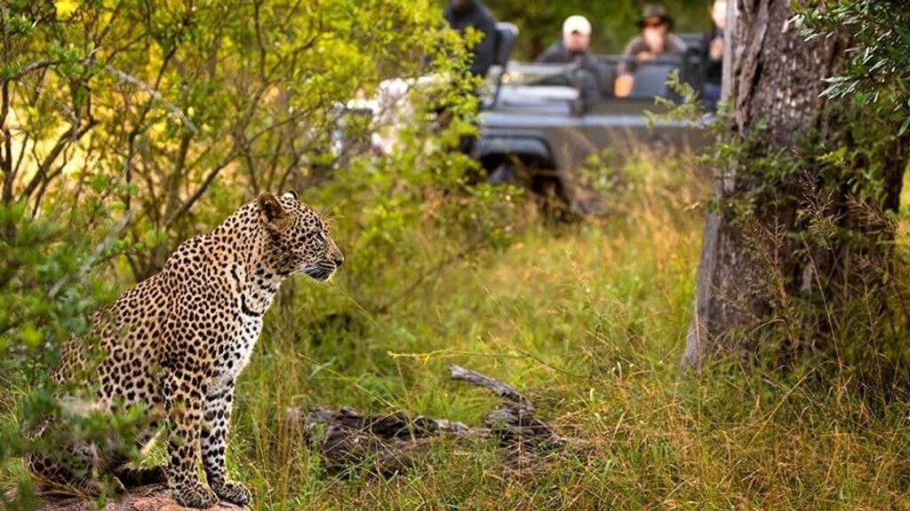 Best Safari Destination for Couples vs Families