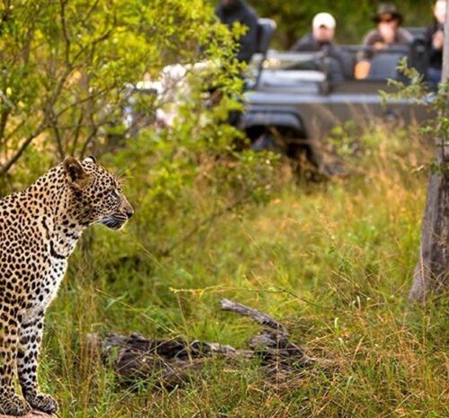 Best Safari Destination for Couples vs Families