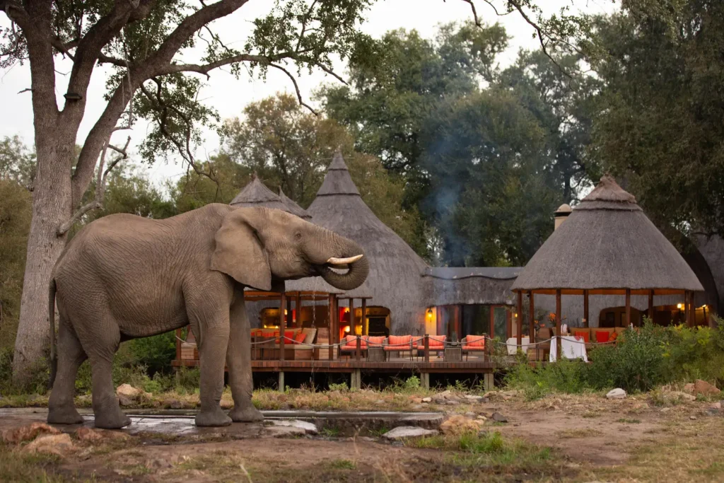 When Is Safari Cheapest? (Best Months for Deals)