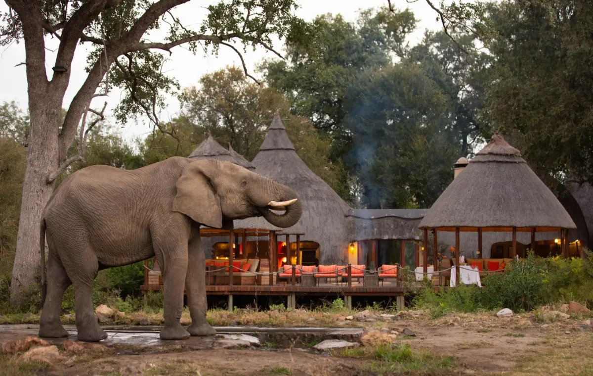 When Is Safari Cheapest? (Best Months for Deals)