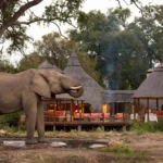 When Is Safari Cheapest? (Best Months for Deals)