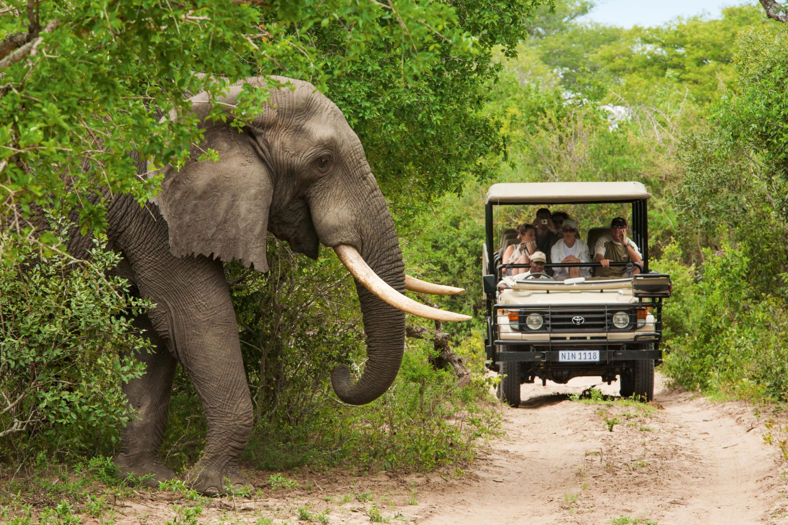 Best Safari Destination for Couples vs Families