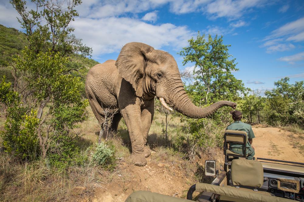 Private Safari South Africa: Full Guide