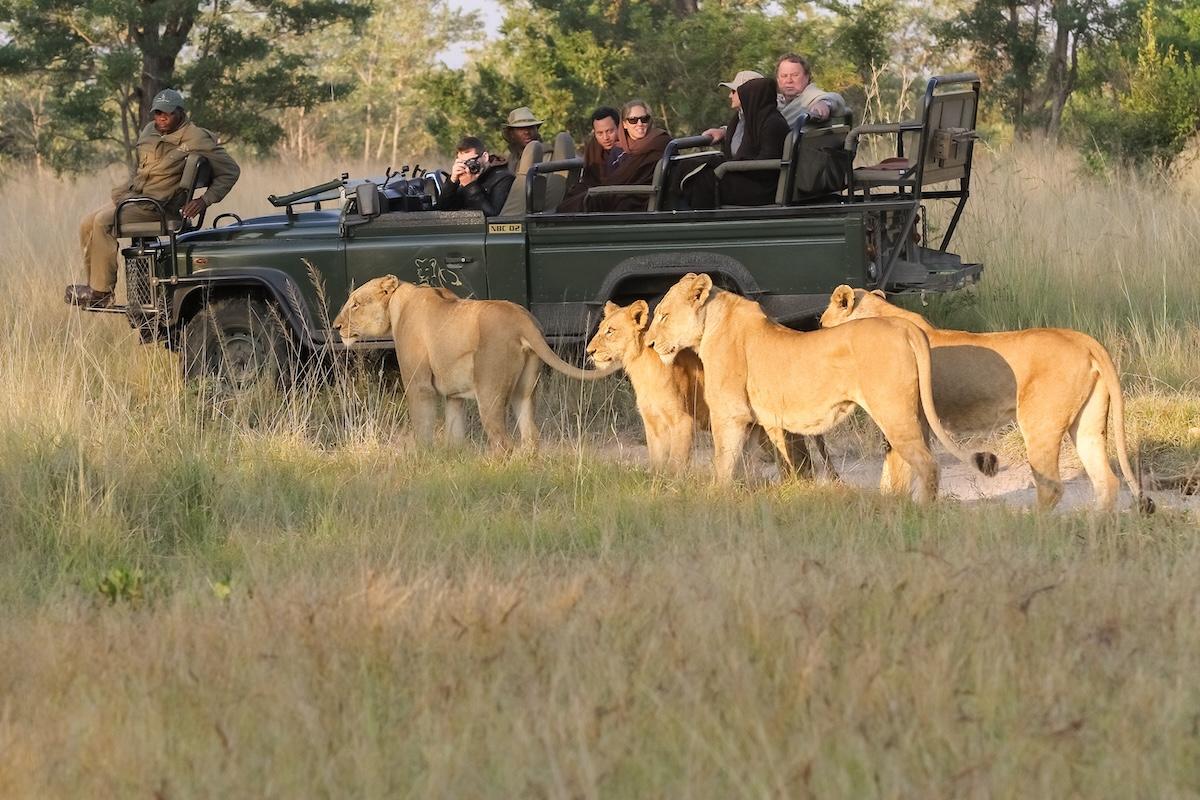 Private Safari South Africa: Full Guide