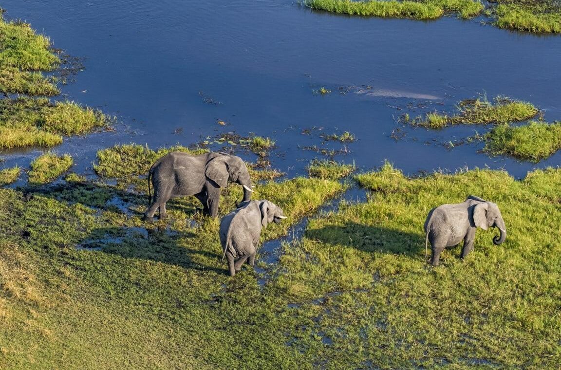 How Much Does a Botswana Safari Cost