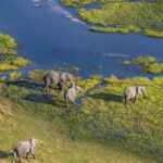 How Much Does a Botswana Safari Cost