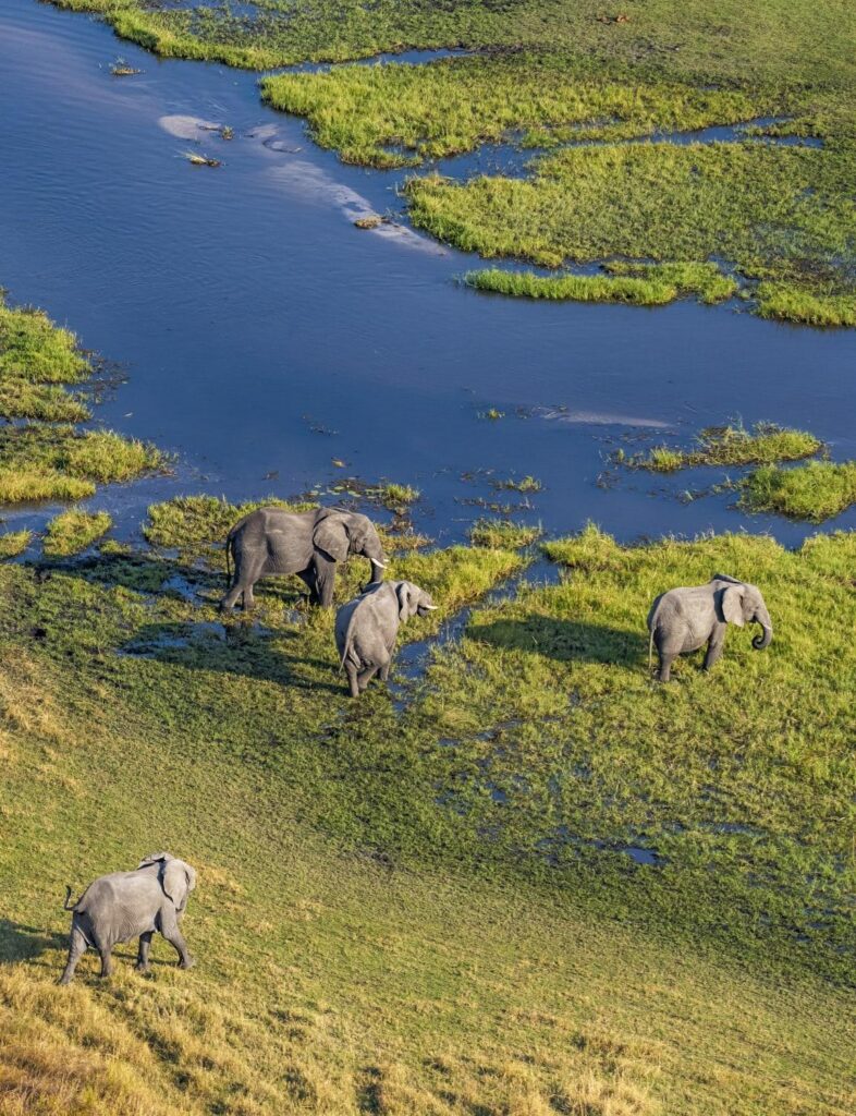 How Much Does a Botswana Safari Cost