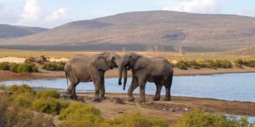 5-Day Big Five Safari Cape Town