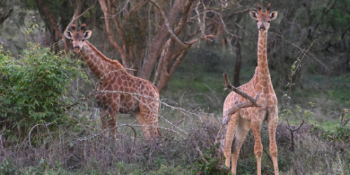 buffaloland safari package