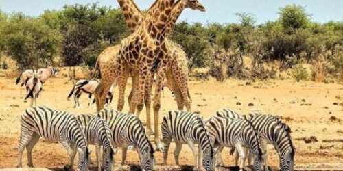 Etosha Wildlife Safari