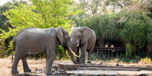 Imbali Safari Lodge Safari