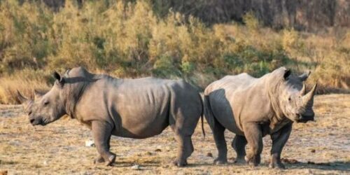 Etosha National Park Safari