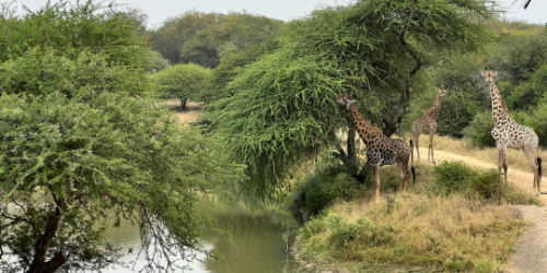 10-day safari South Africa