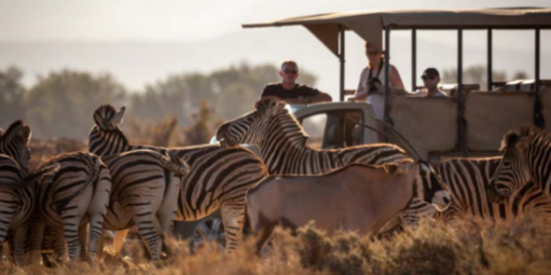 2-Day Aquila Game Drive Safari