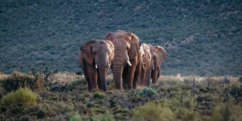 Garden route safari