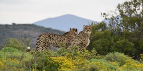 Buffeldrift Game lodge Safari