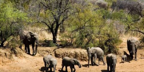 Elephants in the Kruger National Park