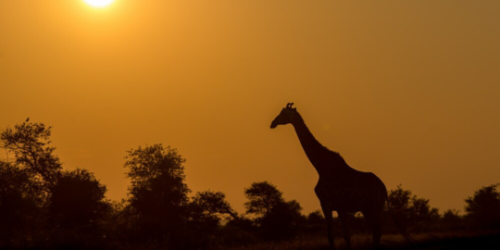 Kruger and Panorama Route safari