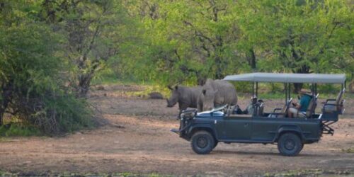 Game drive Safari in South Africa