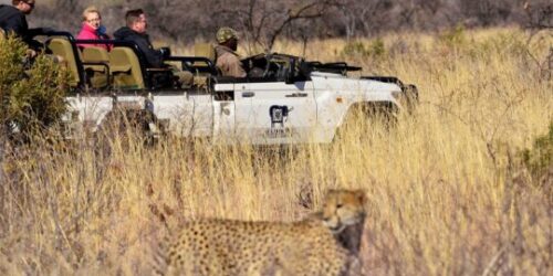 Madikwe River Lodge Safari