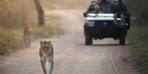 Kapama Game Reserve safari